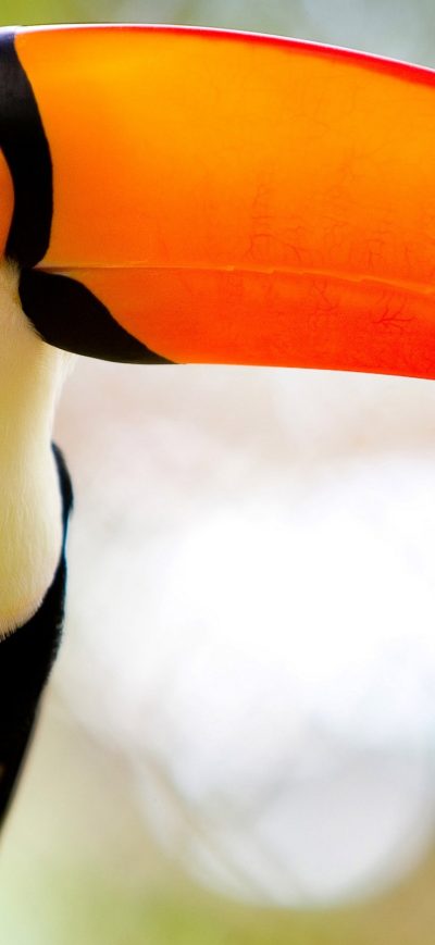 Fond d'écran iPhone Toucans Long Beak