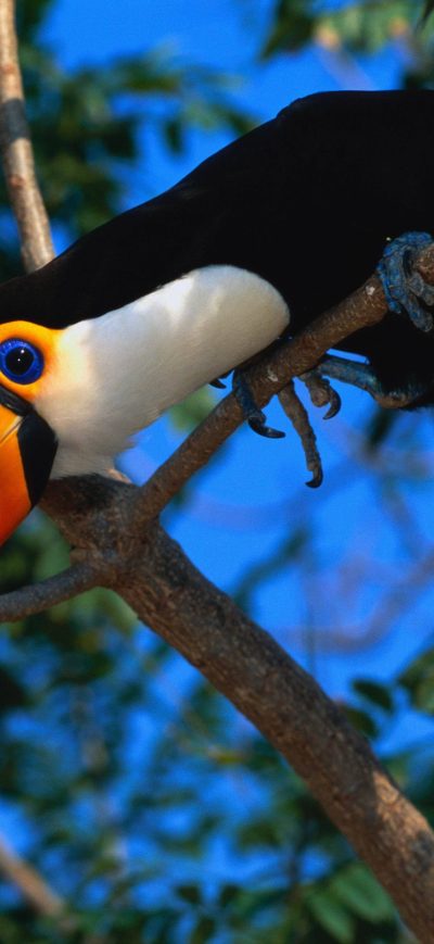 Fond d'écran iPhone Toucans Wildlife Birds