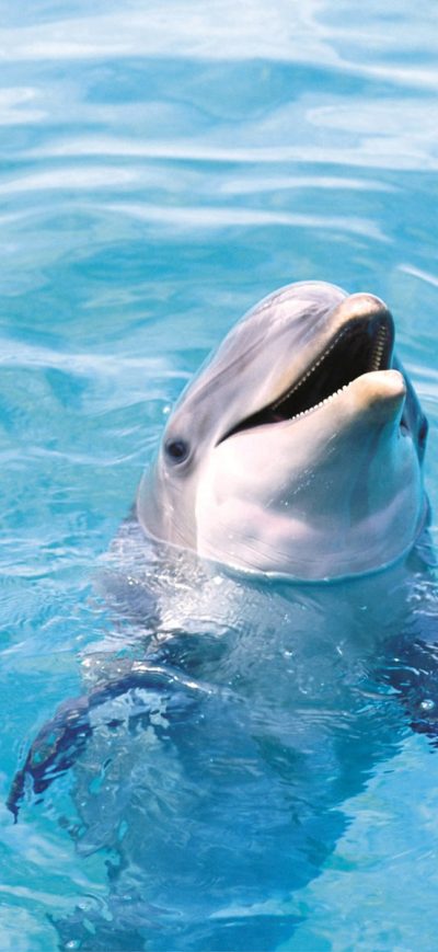 Fond d'écran iPhone Cute Dolphon
