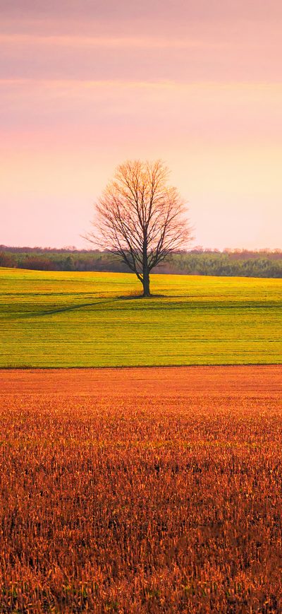 Fond d'écran iPhone Lonely Tree In The Middle Of A Crop Field 4k