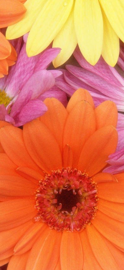 Fond d'écran iPhone Colorful Daisies