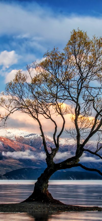 Fond d'écran iPhone Lone Tree Lake Wanaka