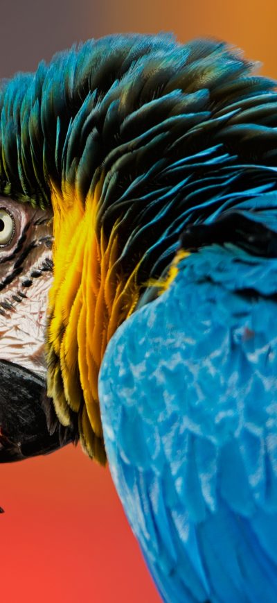 Fond d'écran iPhone Macaw Bird