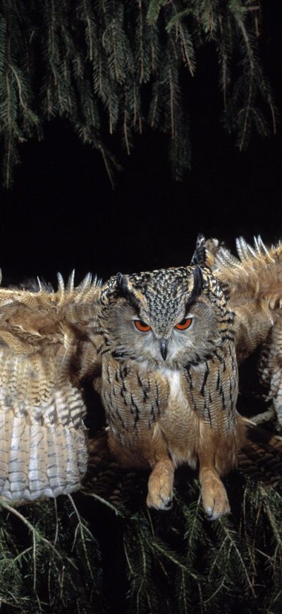 Fond d'écran Great Horned Owl sur iPhone