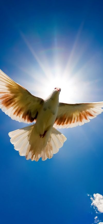 Fond d'écran iPhone Beautiful Dove Rising to Sky