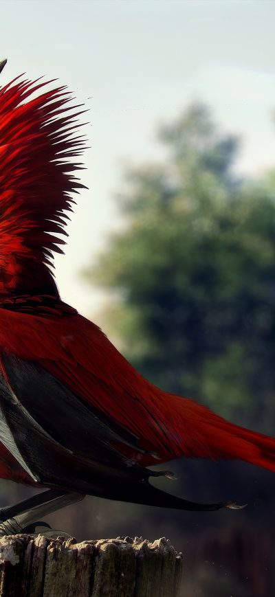 Fond d'écran iPhone Cgi Bird 5k