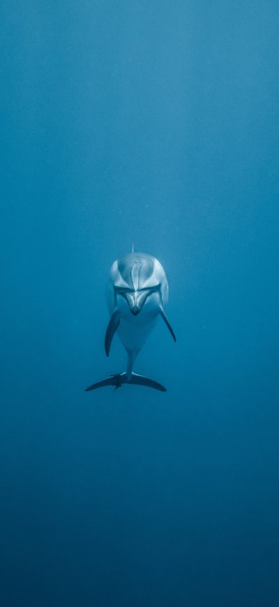 Fond d'écran iPhone Dolphin Underwater 5k