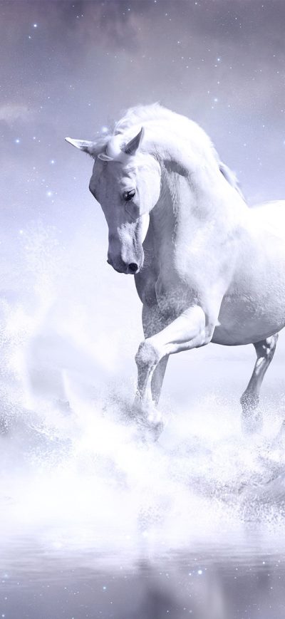 Fond d'écran iPhone White Horse