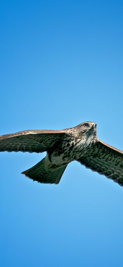 Fond d'écran iPhone Eagle In Sky