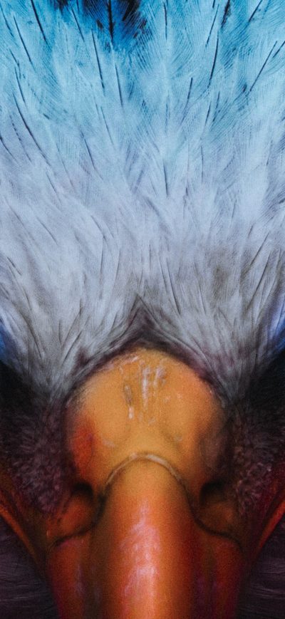 Fond d'écran iPhone Eagle Glowing Angel Eyes 4k