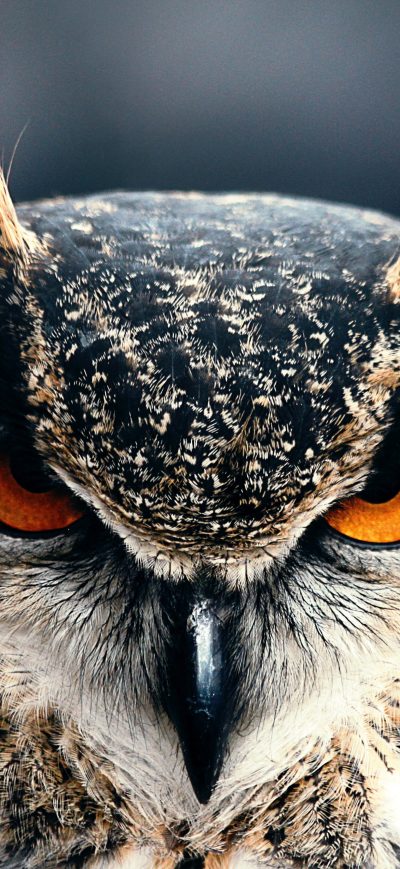 Fond d'écran iPhone Owl Closeup 4k