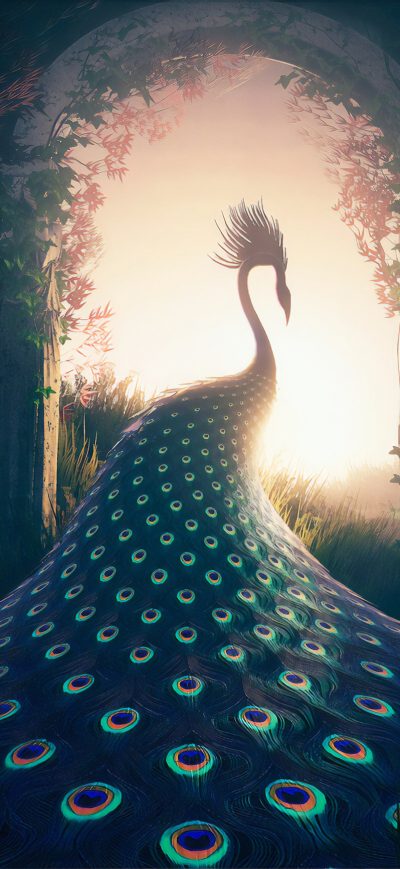Fond d'écran iPhone Peacock Journey