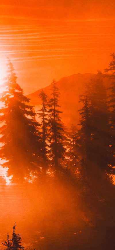 Fond d'écran iPhone Orange Sunrise Between Trees 4k