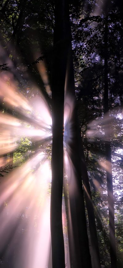 Fond d'écran iPhone Sunbeam In Forest