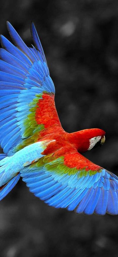Fond d'écran iPhone Scarlet Macaw Bird
