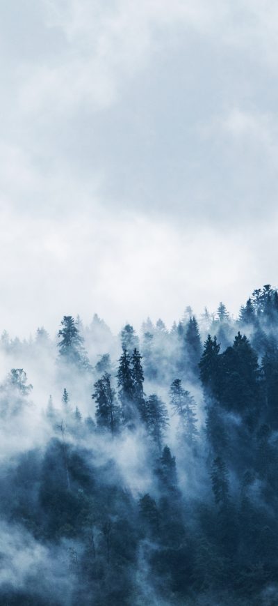 Fond d'écran iPhone Green Pine Trees Covered With Fogs 5k