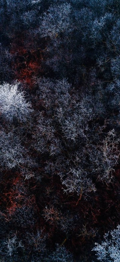 Fond d'écran iPhone The Red Ice Forest