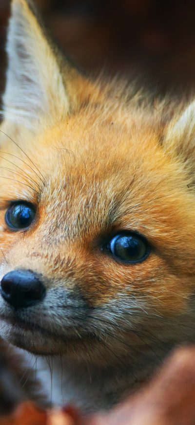 Fond d'écran iPhone Cute Fox Cub