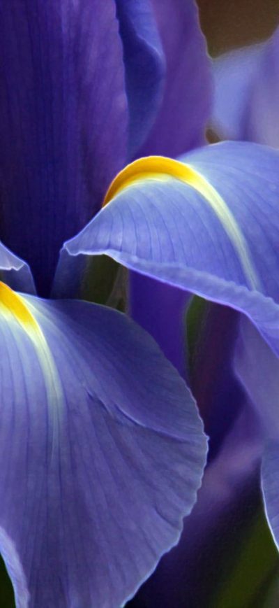 Fond d'écran iPhone Purple Beautiful Flower