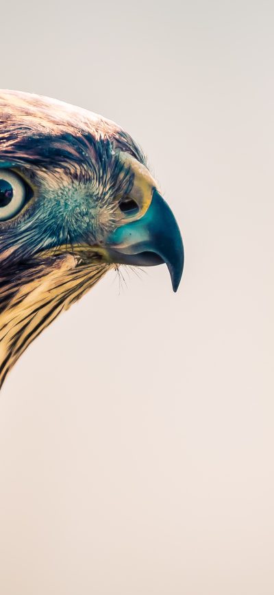 Fond d'écran iPhone Falcon Closeup 4k