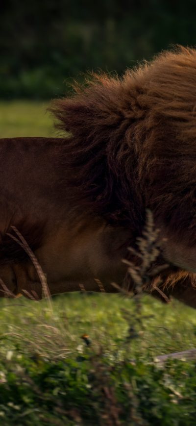 Fond d'écran iPhone Running Lion 4k