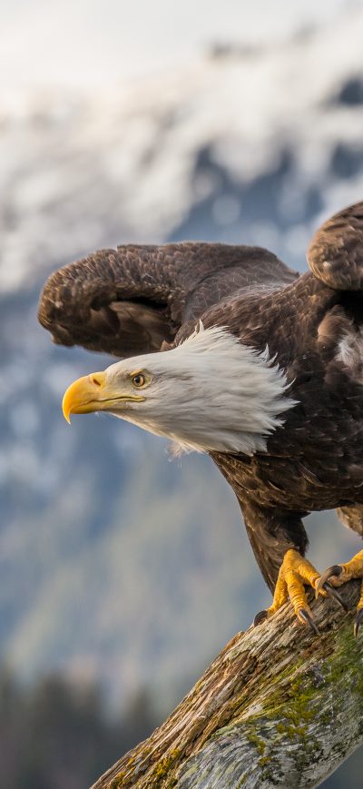 Fond d'écran iPhone Bald Eagle 4k