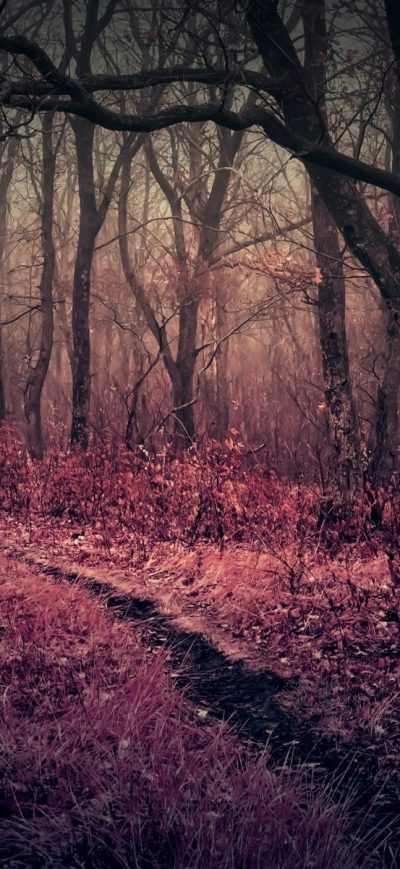Fond d'écran iPhone Purple Heaven in Forest