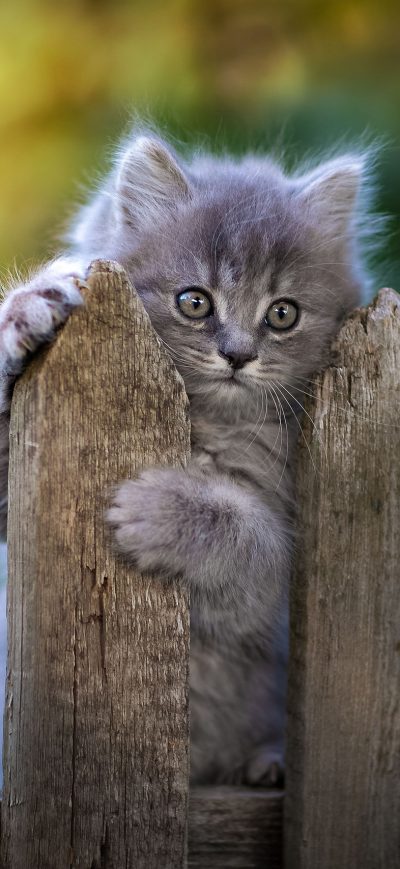 Fond d'écran iPhone Cat Fence Pawn