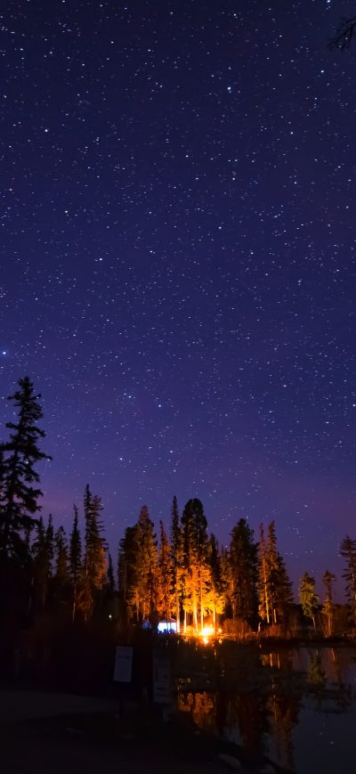 Fond d'écran iPhone Pine Trees Under Starry Night