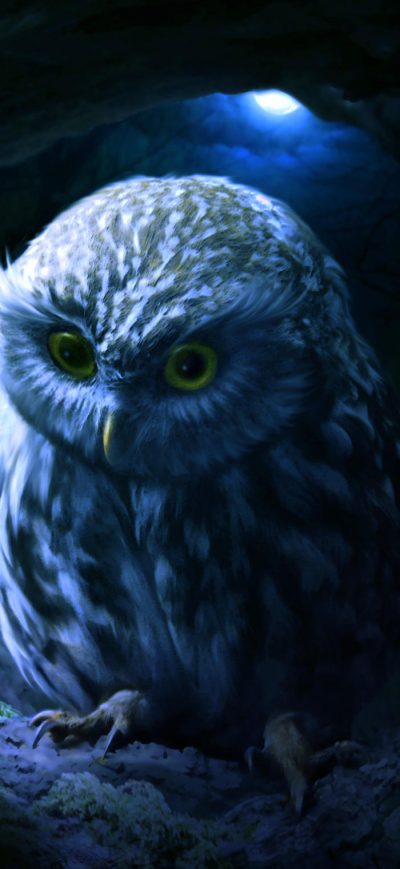 Fond d'écran Little Owl sur iPhone