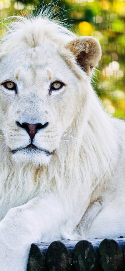 Fond d'écran iPhone White Lion