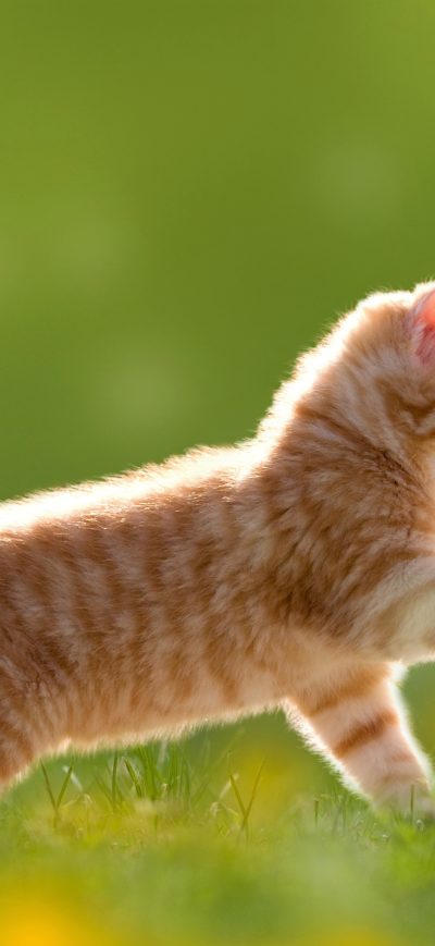 Fond d'écran iPhone Kitten Cute 4k