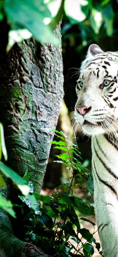 Fond d'écran iPhone White Tiger 4k