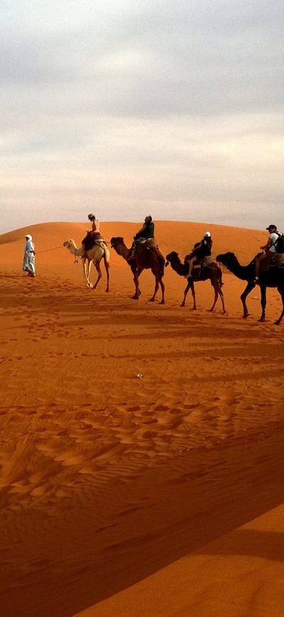 Fond d'écran iPhone Camels In Caravan Desert