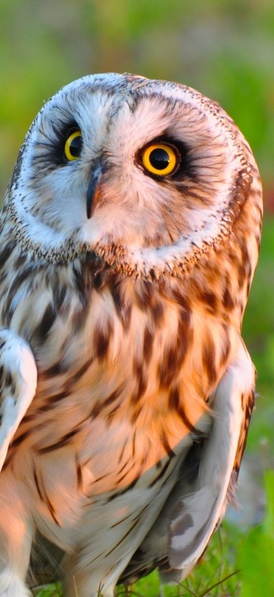 Fond d'écran iPhone Owl Bird Predator