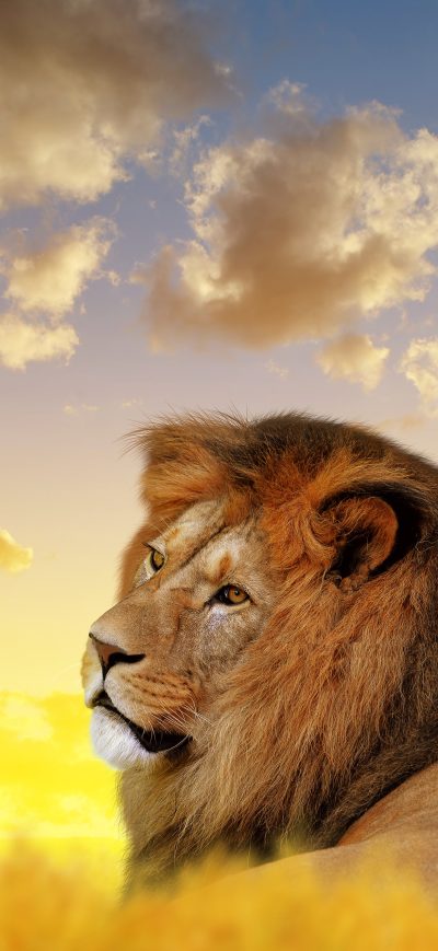 Fond d'écran iPhone Lion Ultra Hd 4k