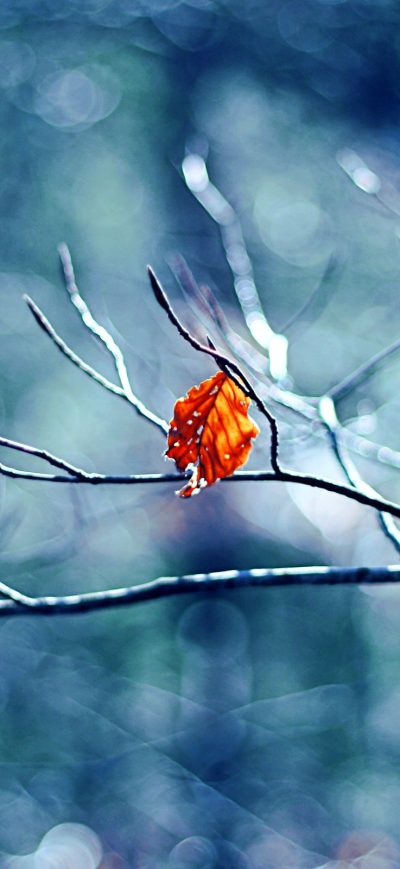 Fond d'écran iPhone Winter Tree Leaf