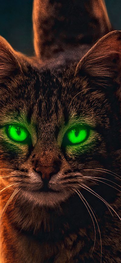 Fond d'écran iPhone Cat Magical Walk 4k
