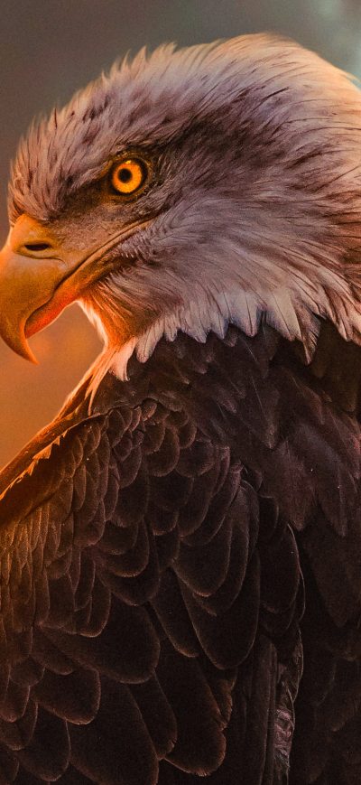 Fond d'écran iPhone Wild Bald Eagle 4k