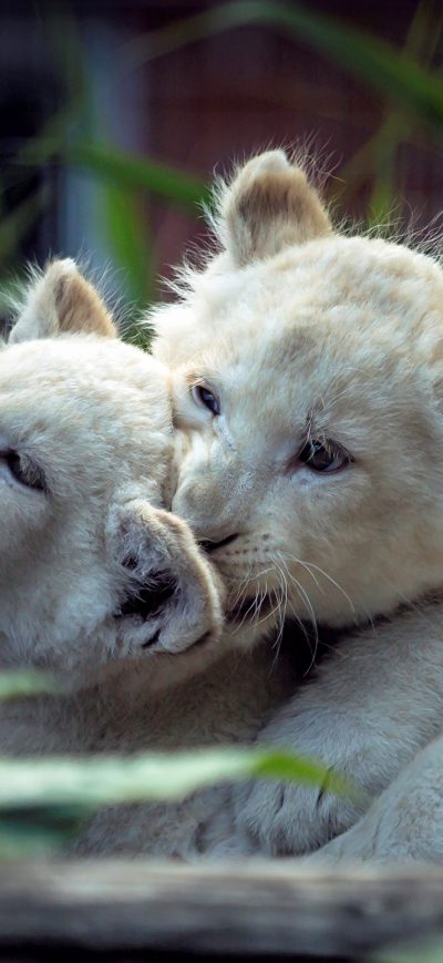 Fond d'écran iPhone Lion Cubs Playing