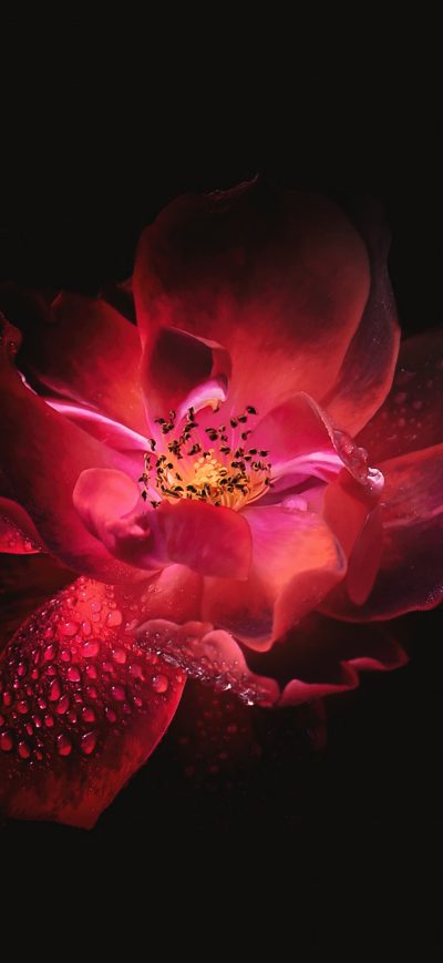 Fond d'écran iPhone Red Flower Black Background 4k