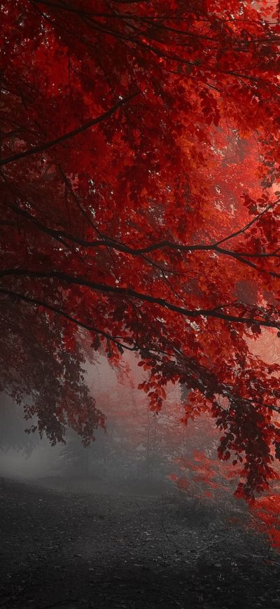 Fond d'écran iPhone Red Forest Trees Path