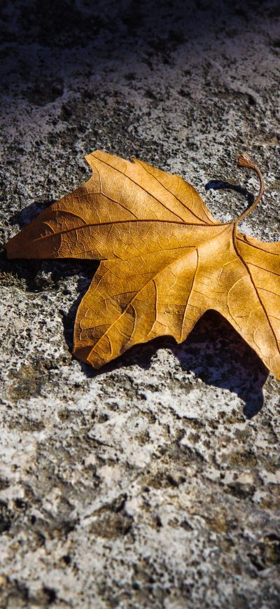 Fond d'écran iPhone Fallen Autumn Leaf 5k