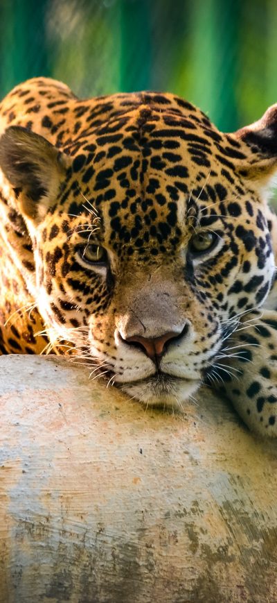 Fond d'écran iPhone Jaguar Mexico Cheetah