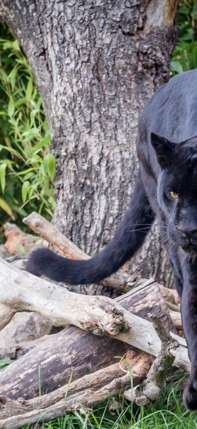 Fond d'écran iPhone Black Panther HD