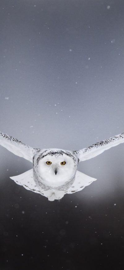 Fond d'écran iPhone White Snow Owl Flying