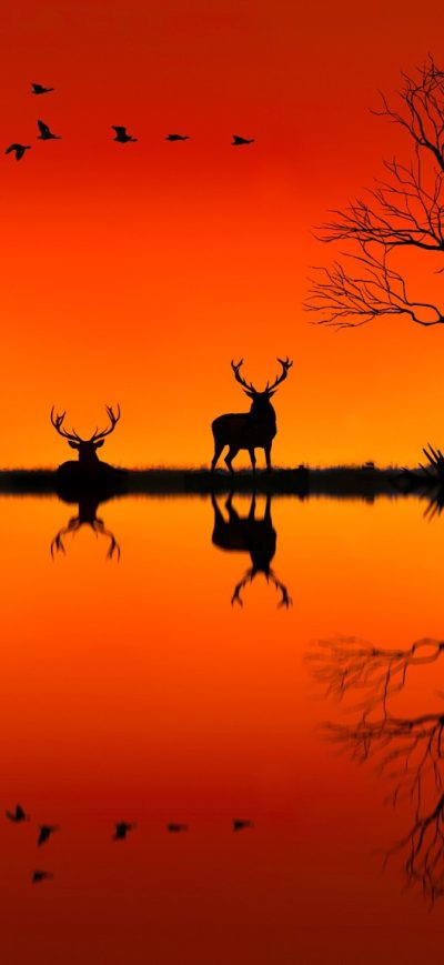Fond d'écran iPhone Elk On Horizon Sunset Evening