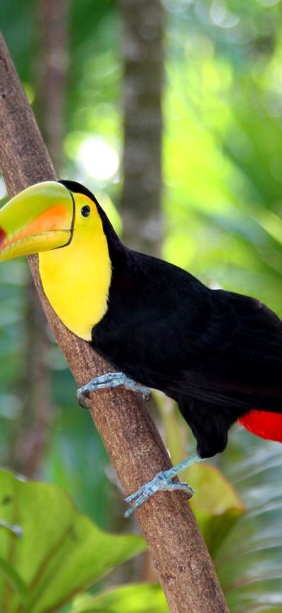 Fond d'écran iPhone Toucan Bird Forest