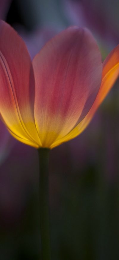 Fond d'écran iPhone Tulip