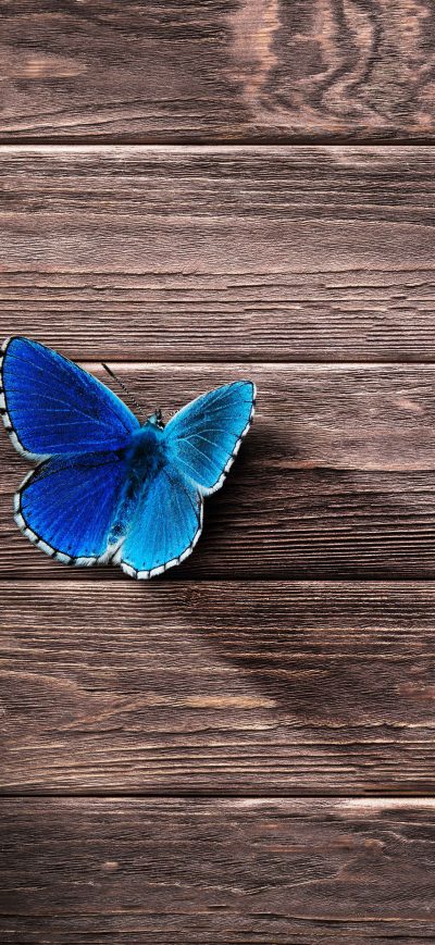 Fond d'écran iPhone Butterfly 8k